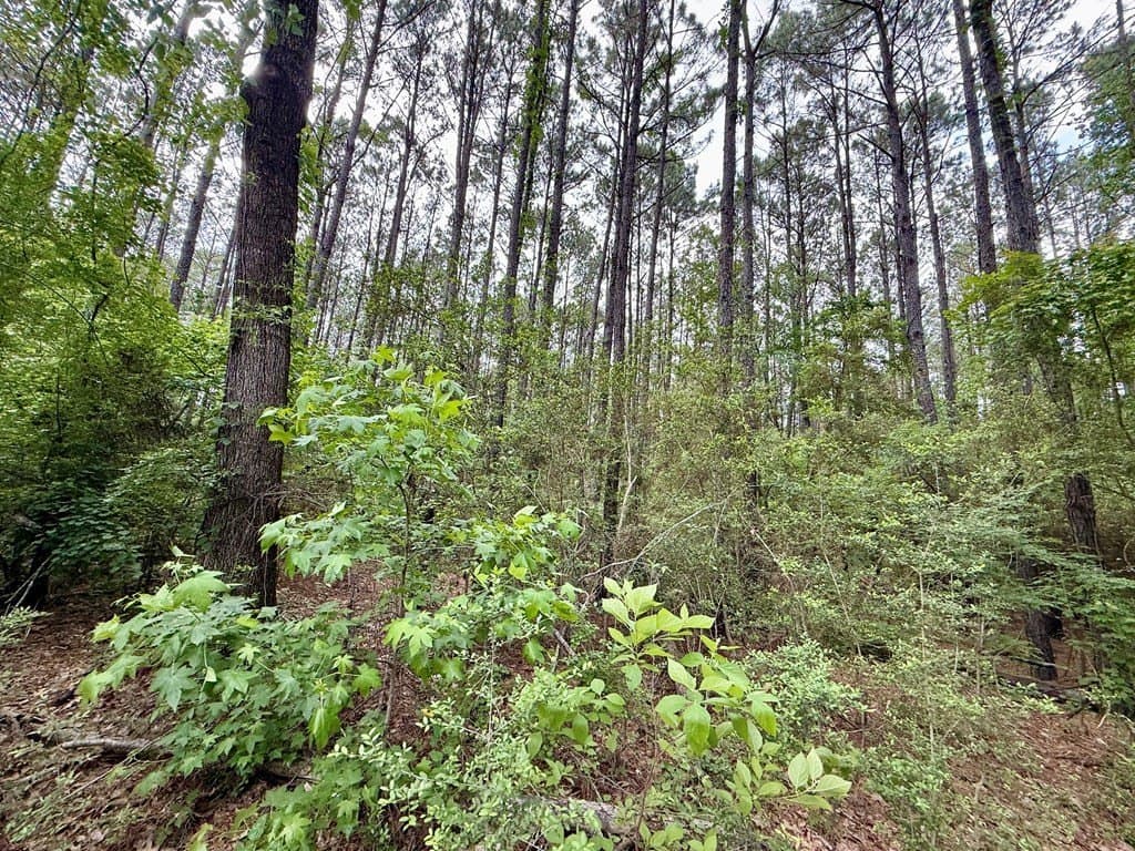 5 acres in Texas County - photo 12