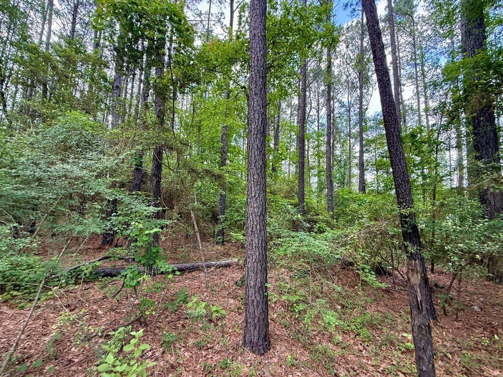 5 acres in Texas County - photo 9