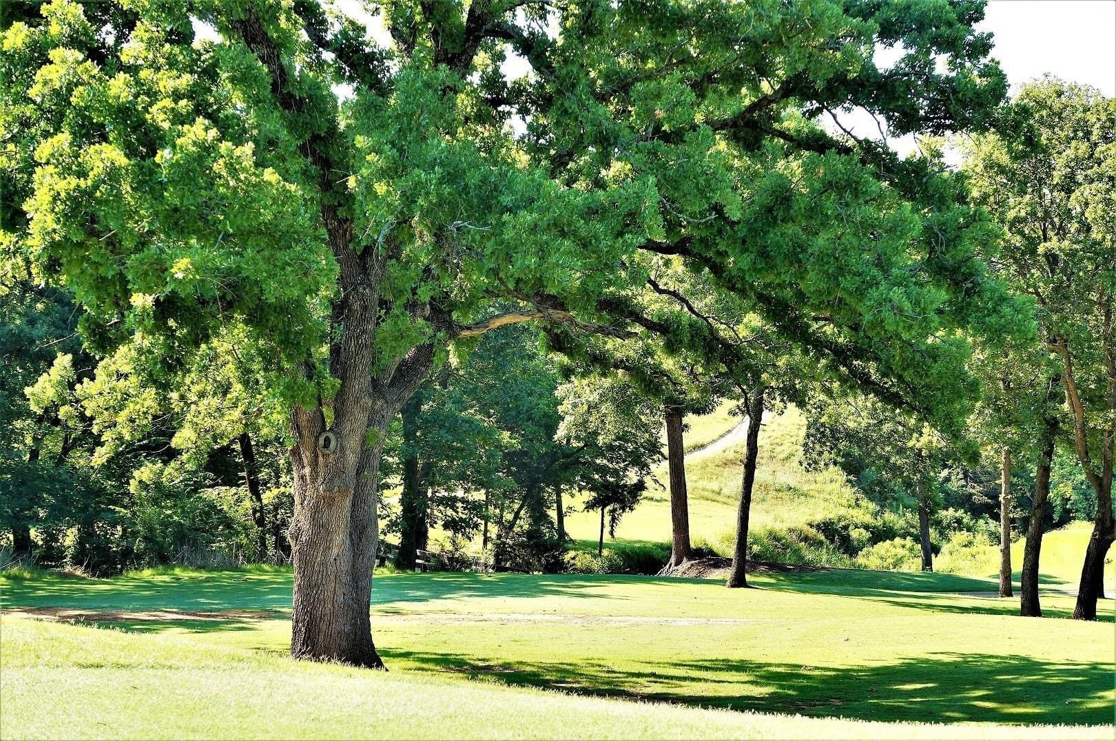 0.22 acres in Grayson County - photo 16