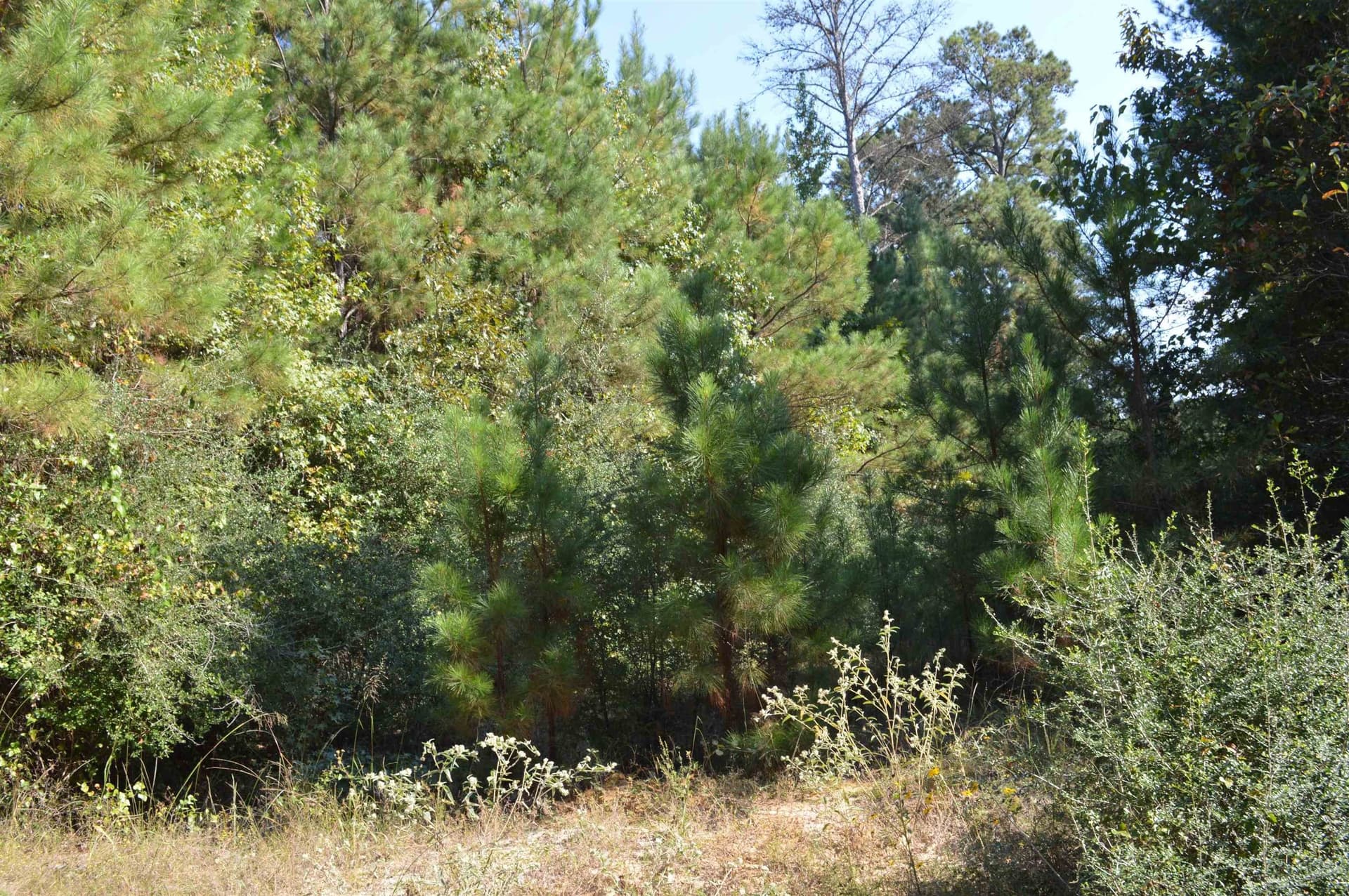 19 acres in Texas County - photo 3