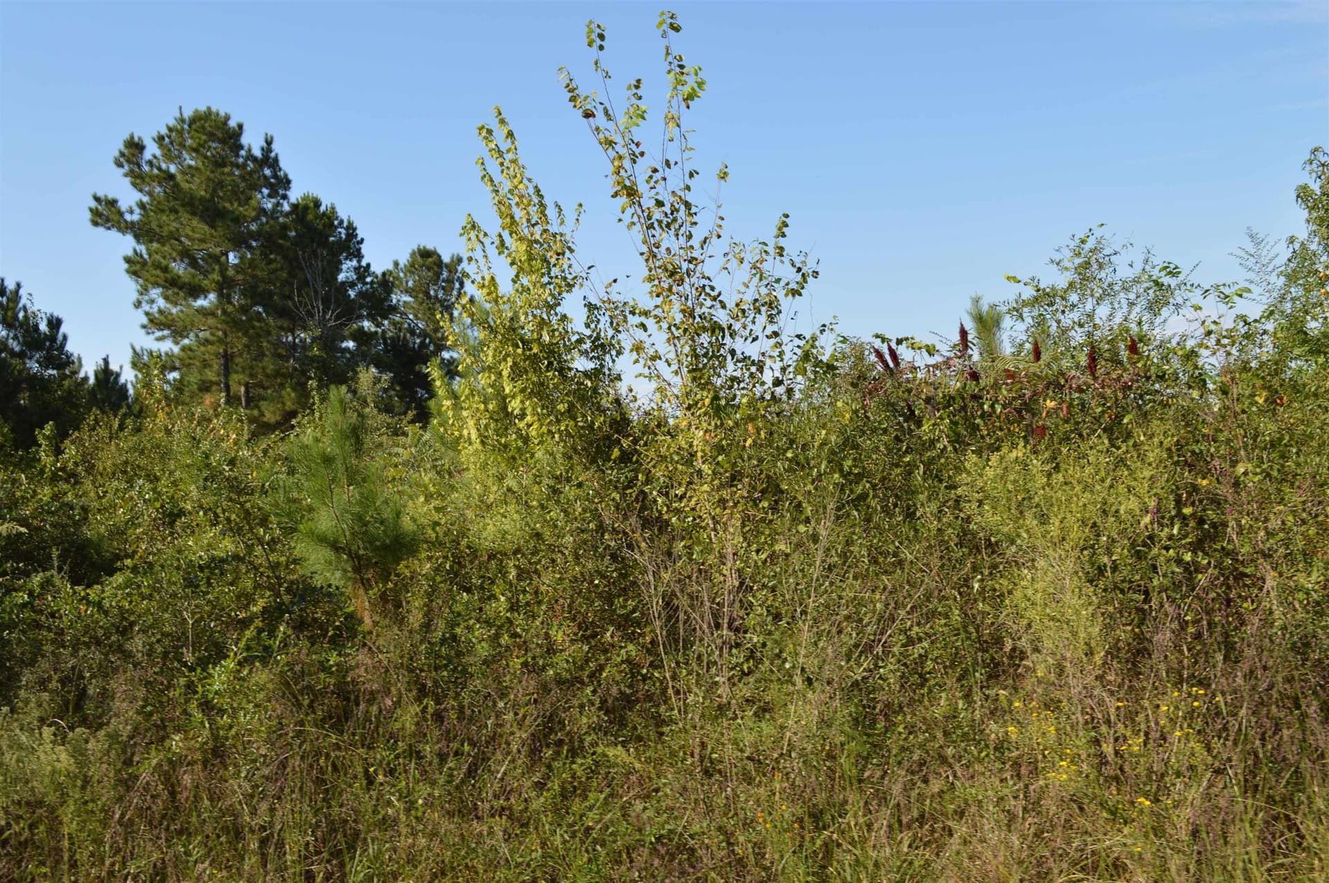 19 acres in Texas County