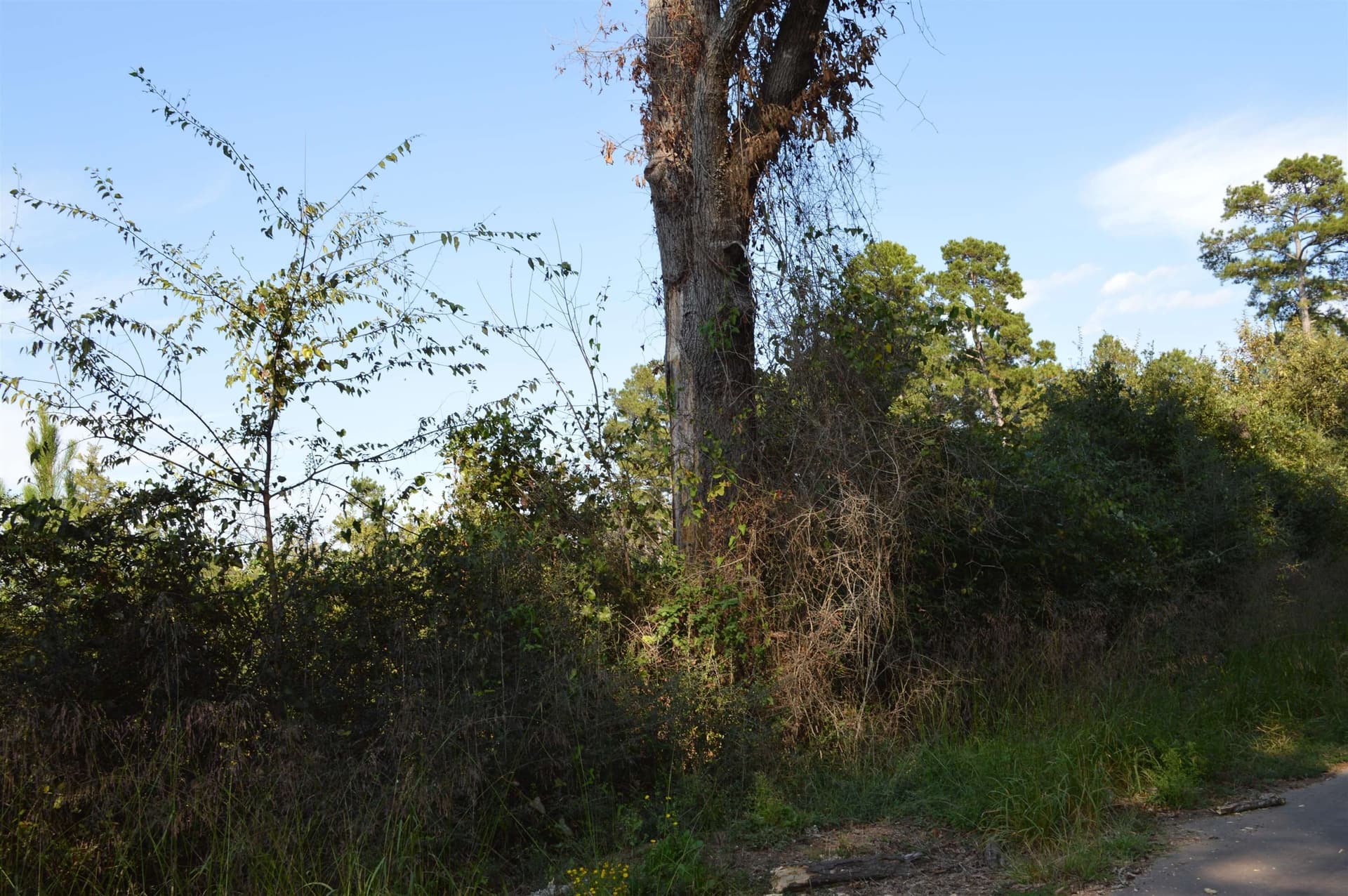 19 acres in Texas County - photo 2