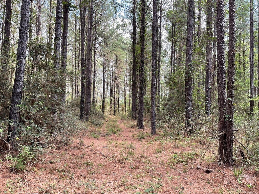 6.23 acres in Texas County gallery image 2