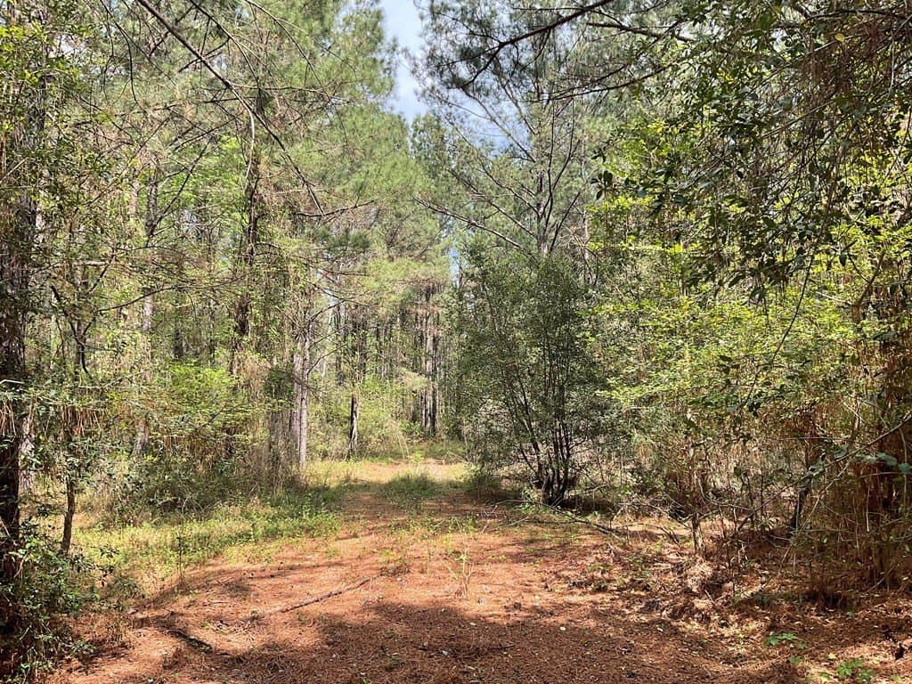 6.23 acres in Texas County gallery image 3