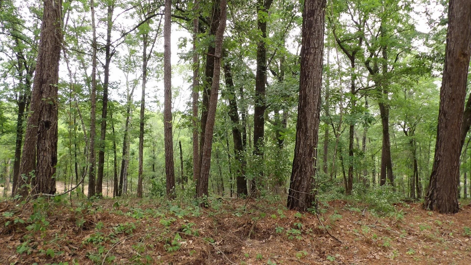 6 acres in Harrison County - photo 9