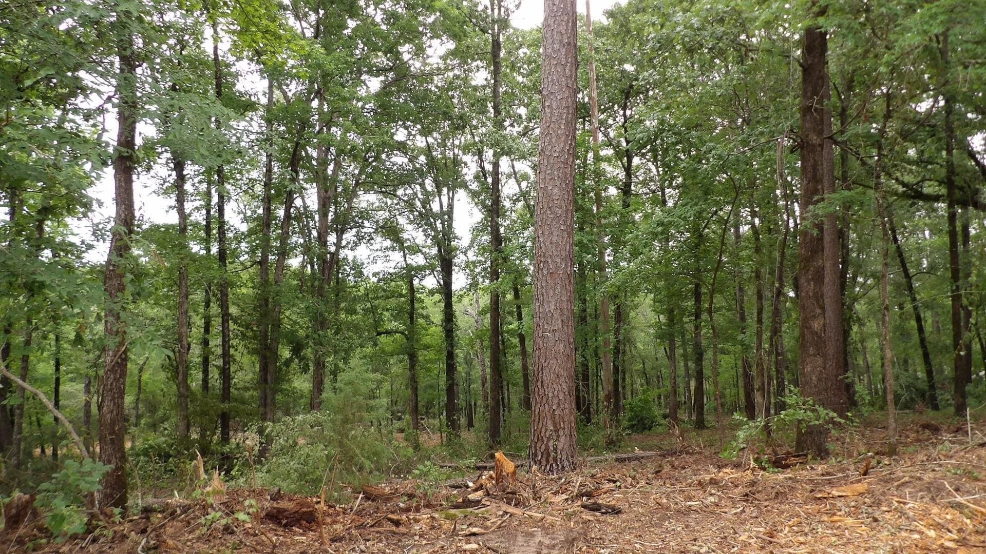 6 acres in Harrison County - photo 8