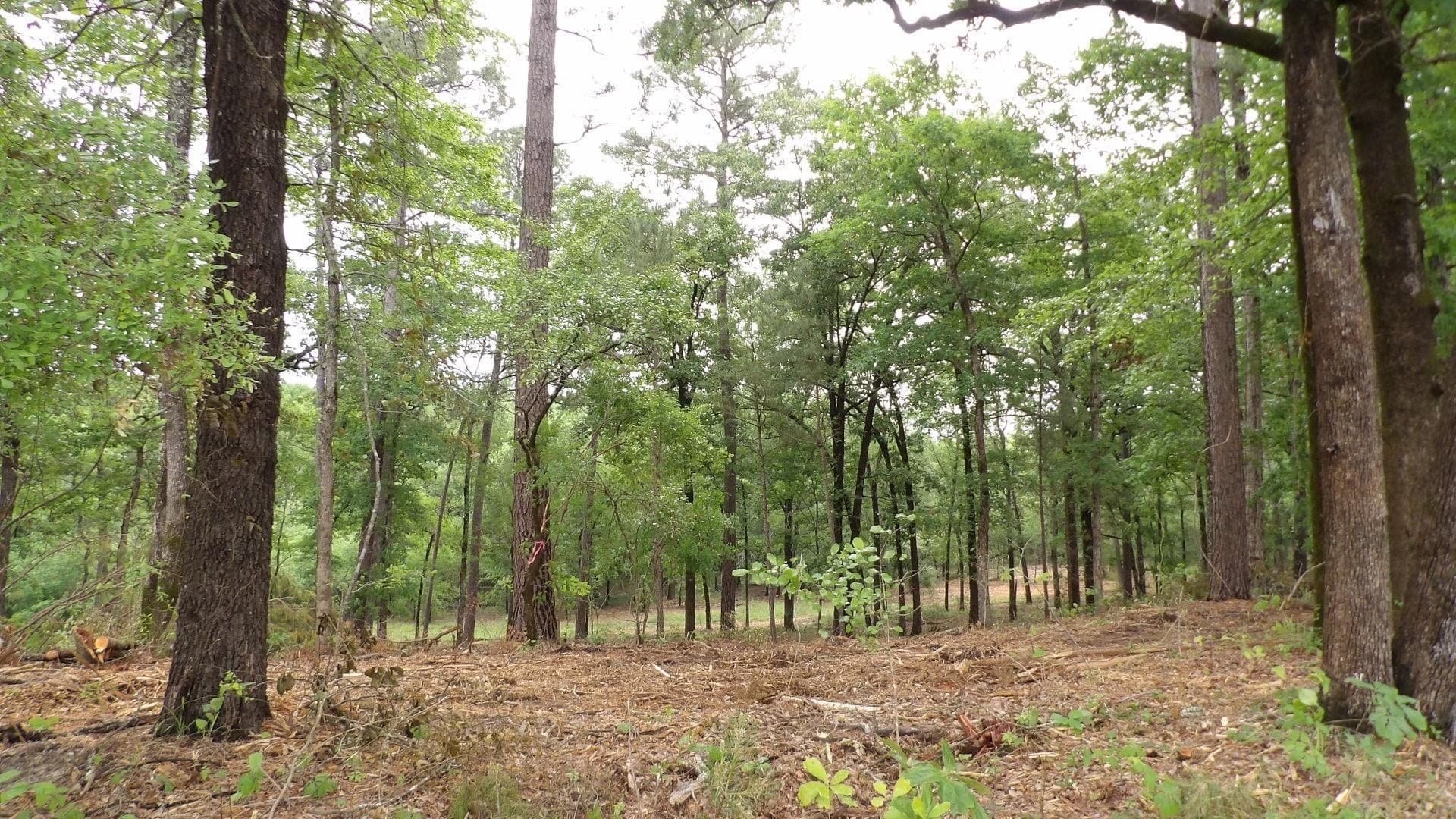 6 acres in Harrison County - photo 3
