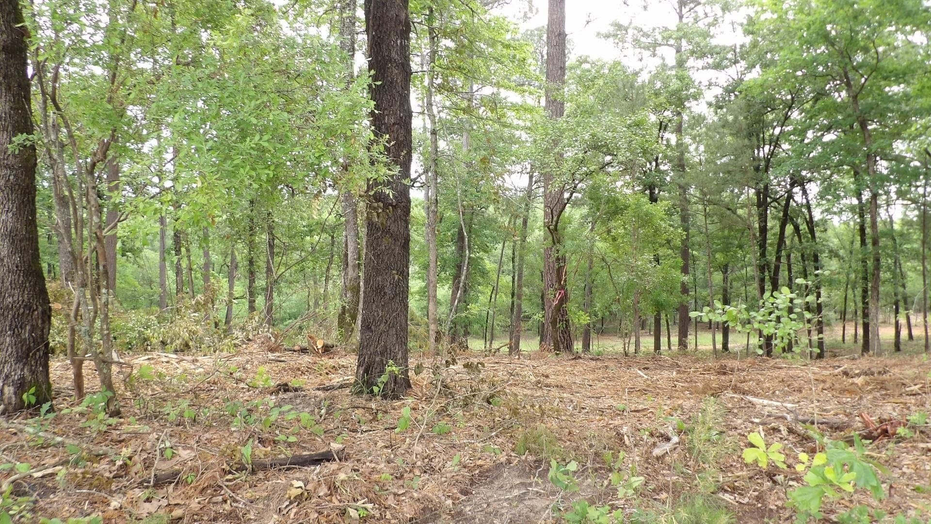 6 acres in Harrison County - photo 2