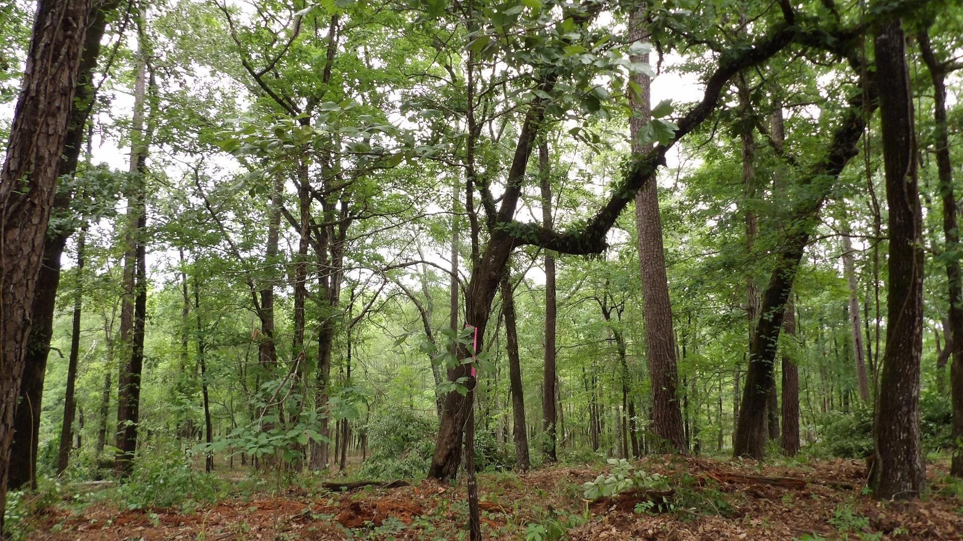6 acres in Harrison County - photo 10