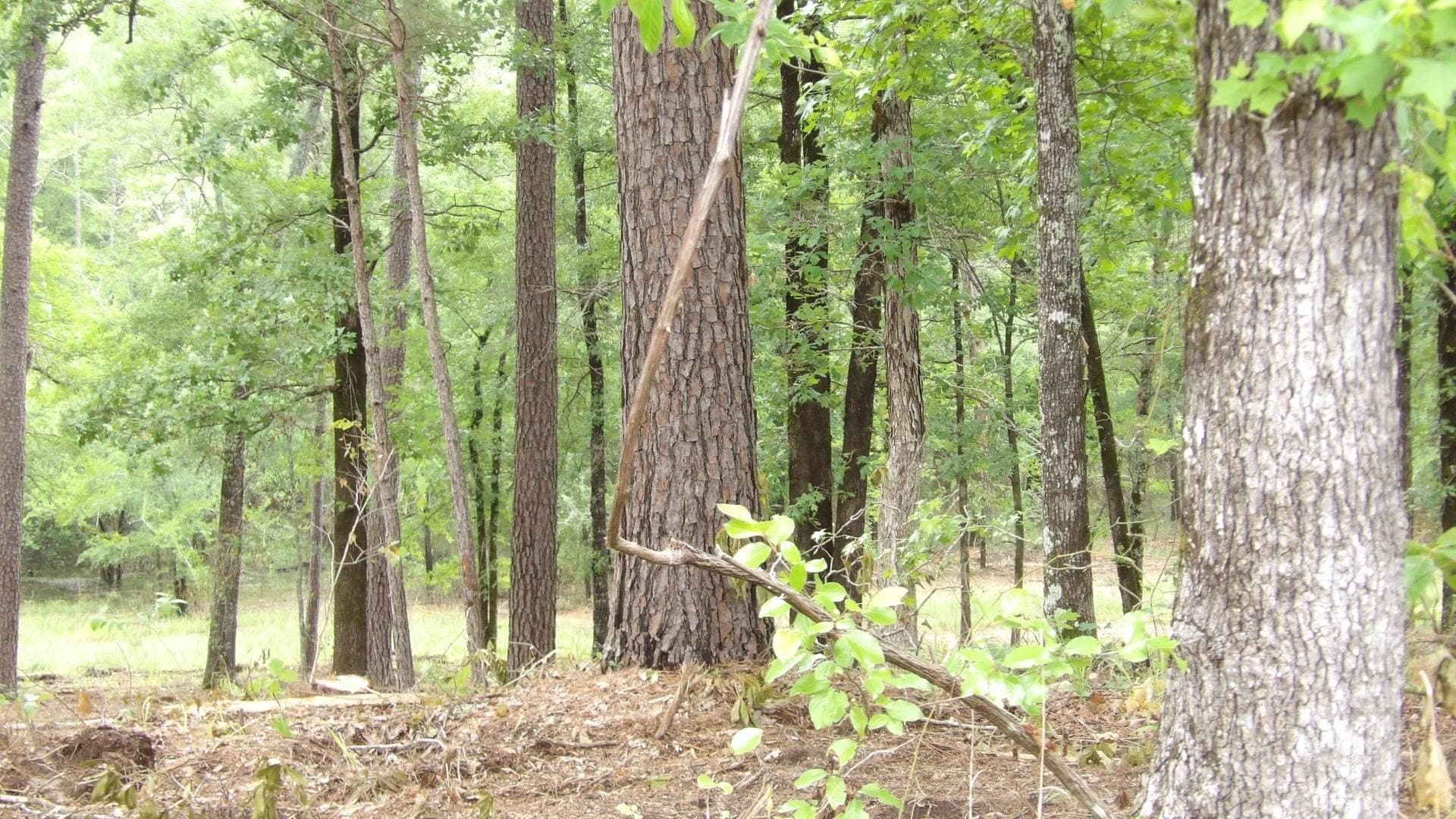 6 acres in Harrison County - photo 4