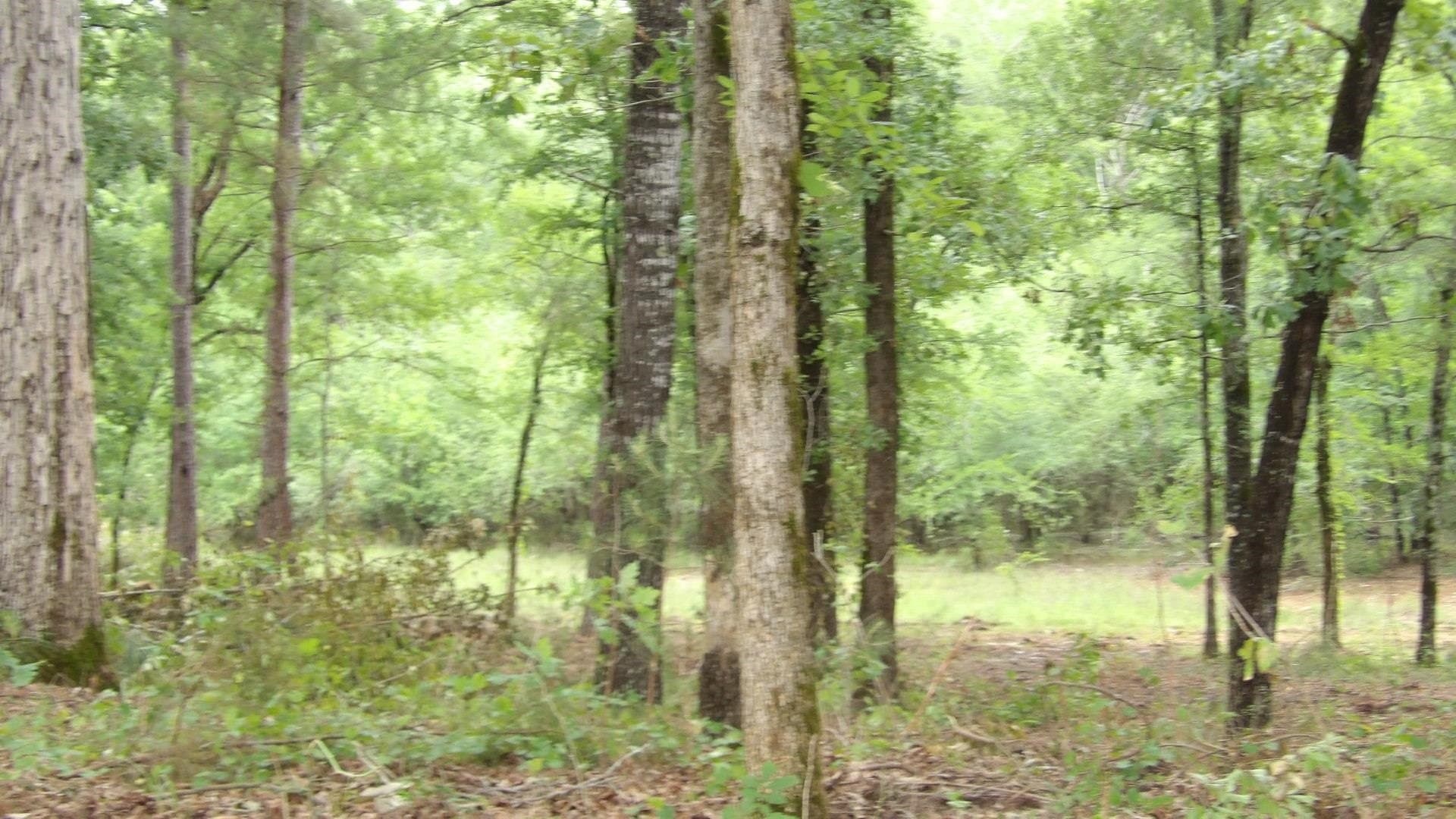 6 acres in Harrison County - photo 5