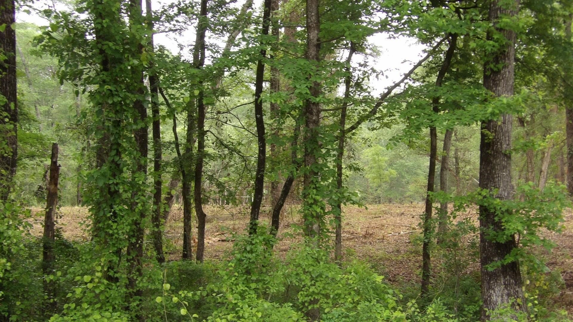 6 acres in Harrison County - photo 11
