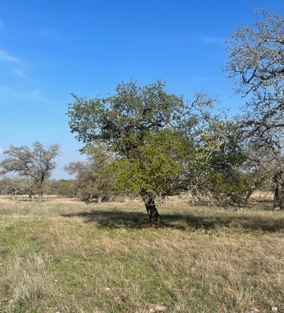 5.44 acres in Gillespie County - photo 29