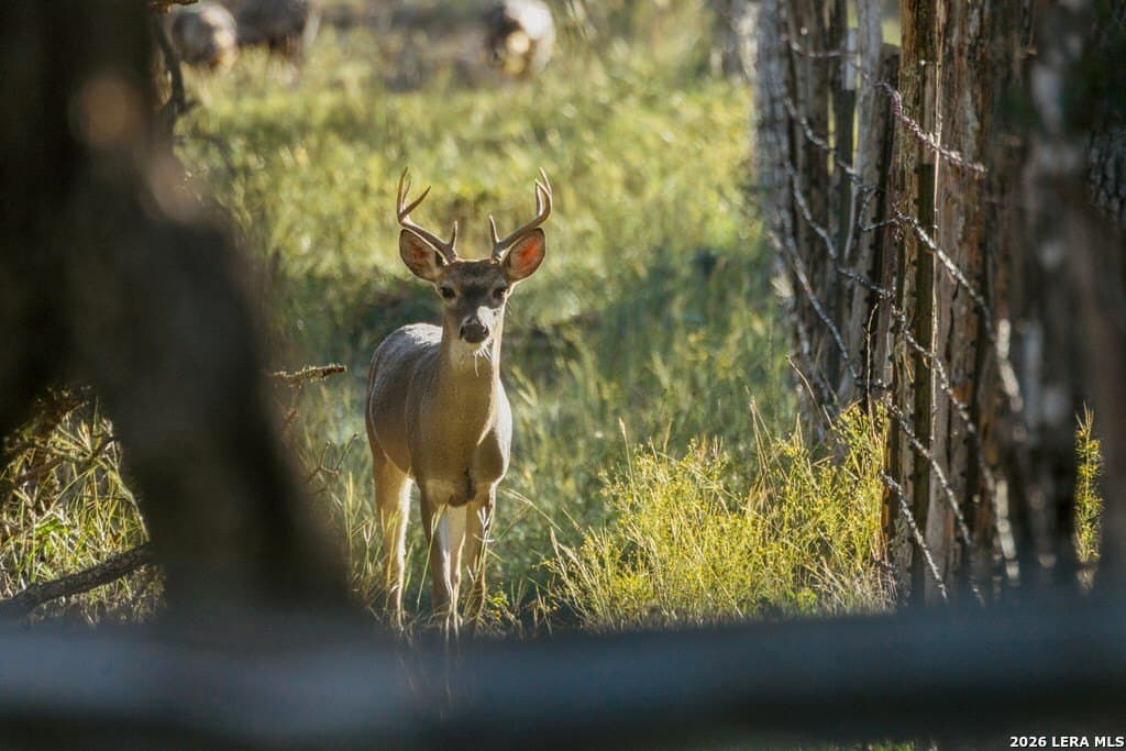 25 acres in Gillespie County - photo 13