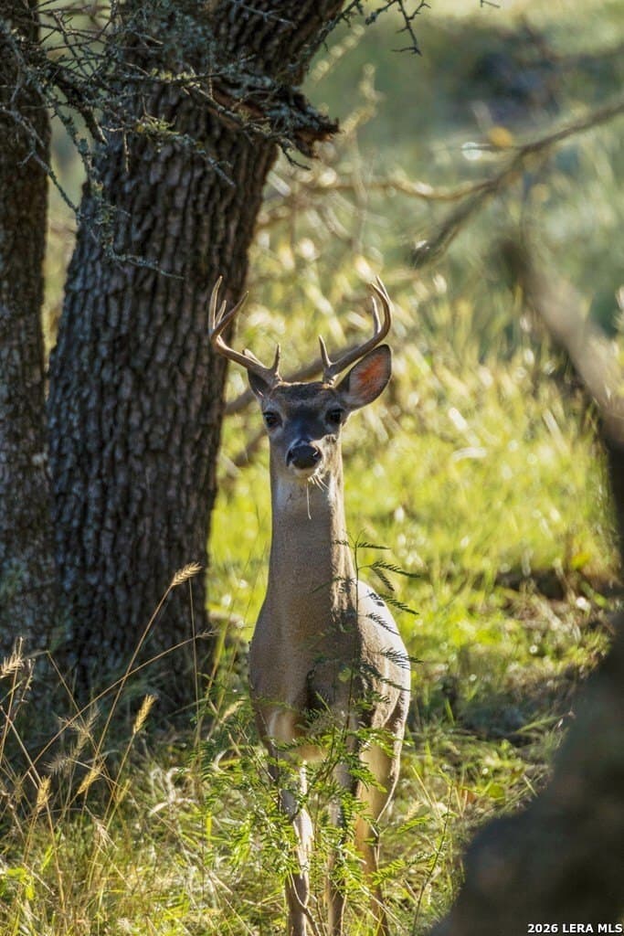 25 acres in Gillespie County - photo 24