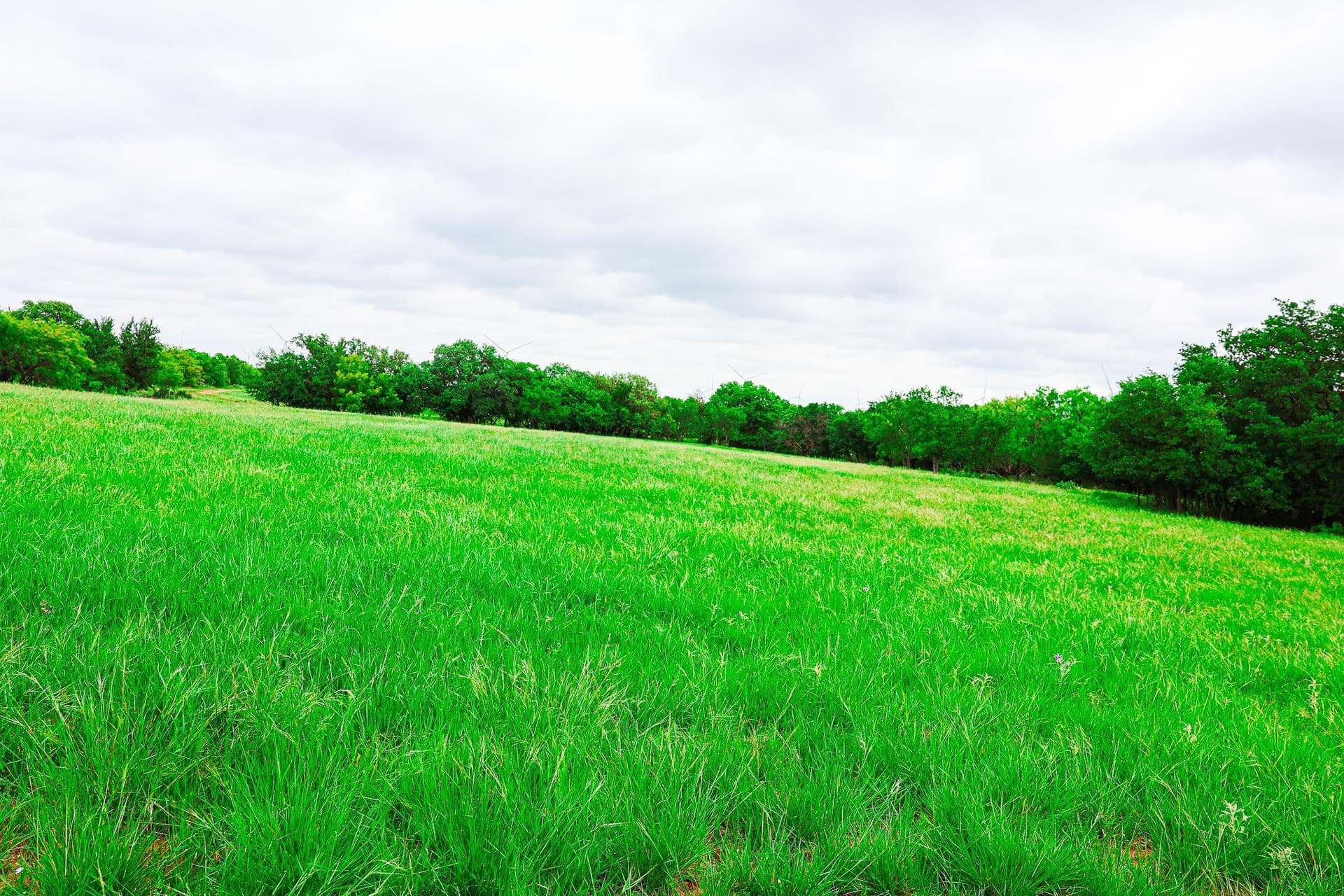 491.08 acres in Callahan County - photo 9