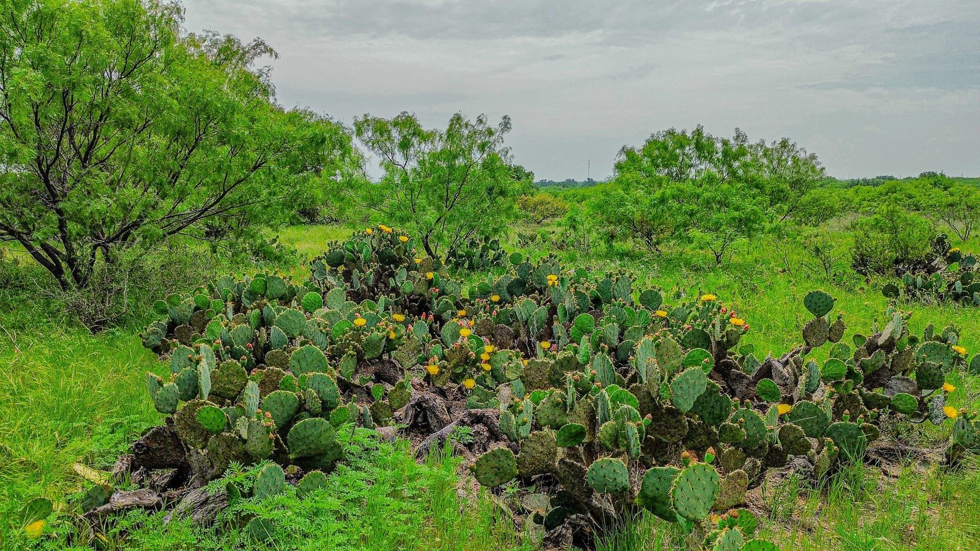 491.08 acres in Callahan County - photo 31