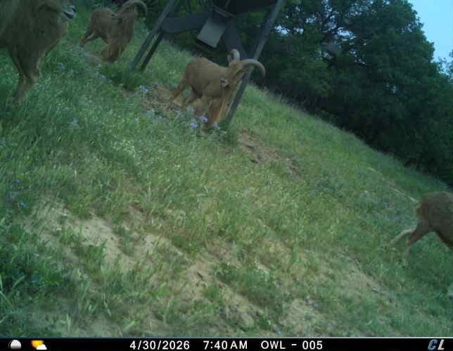 491.08 acres in Callahan County - photo 34