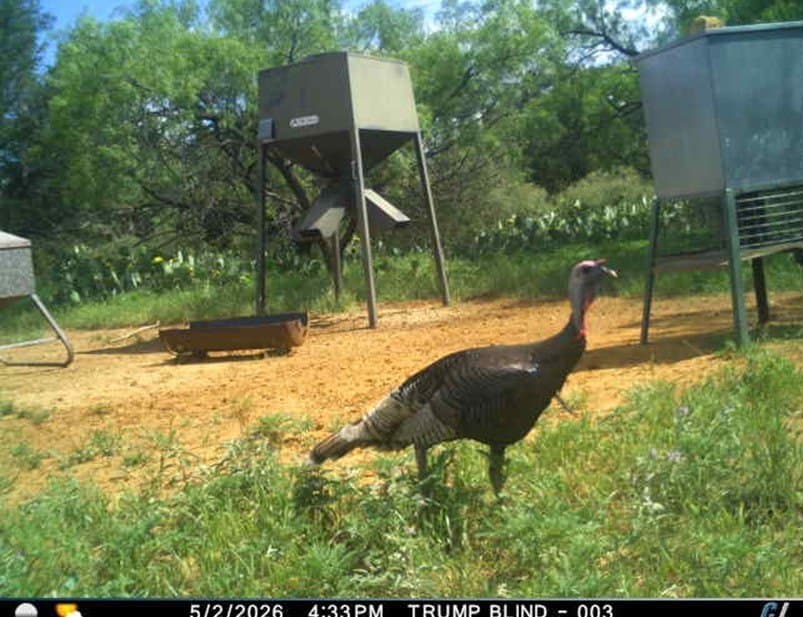 491.08 acres in Callahan County - photo 37