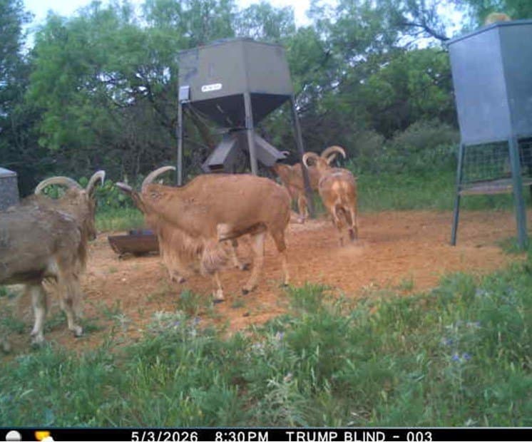 491.08 acres in Callahan County - photo 35