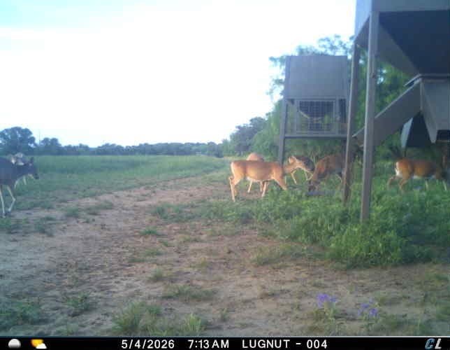 491.08 acres in Callahan County - photo 38