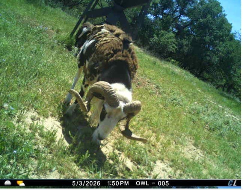 491.08 acres in Callahan County - photo 36