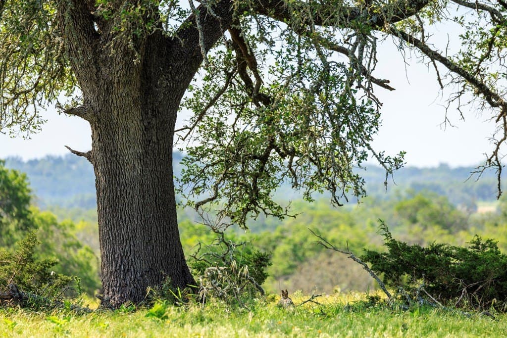 101.63 acres in Kerr County featured view