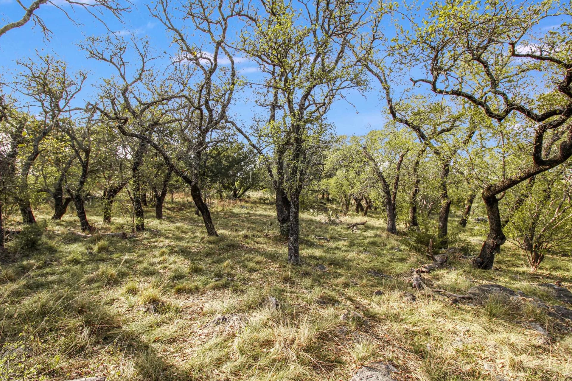 0.31 acres in Llano County - photo 9