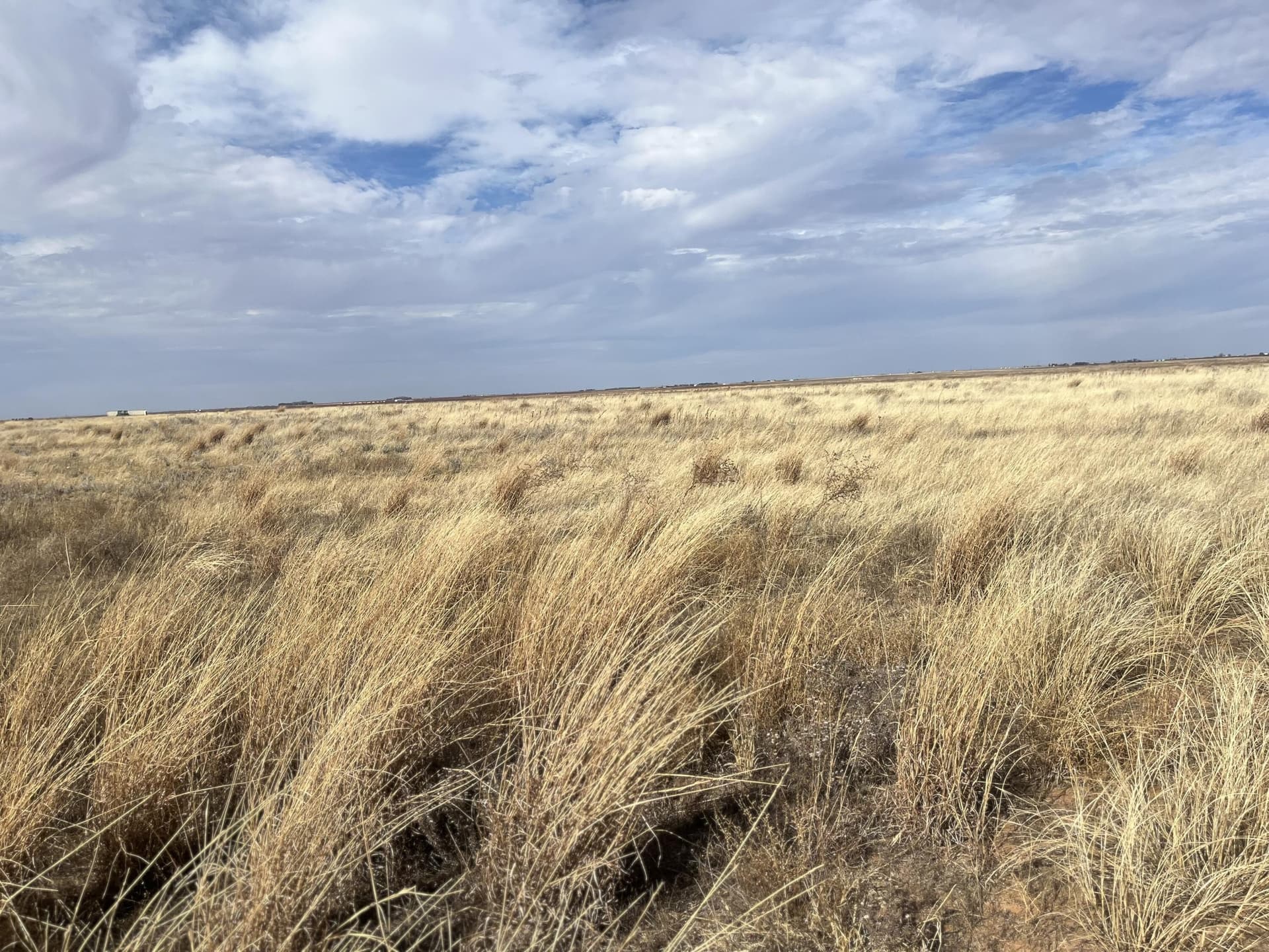 155 acres in Lynn County gallery image 4