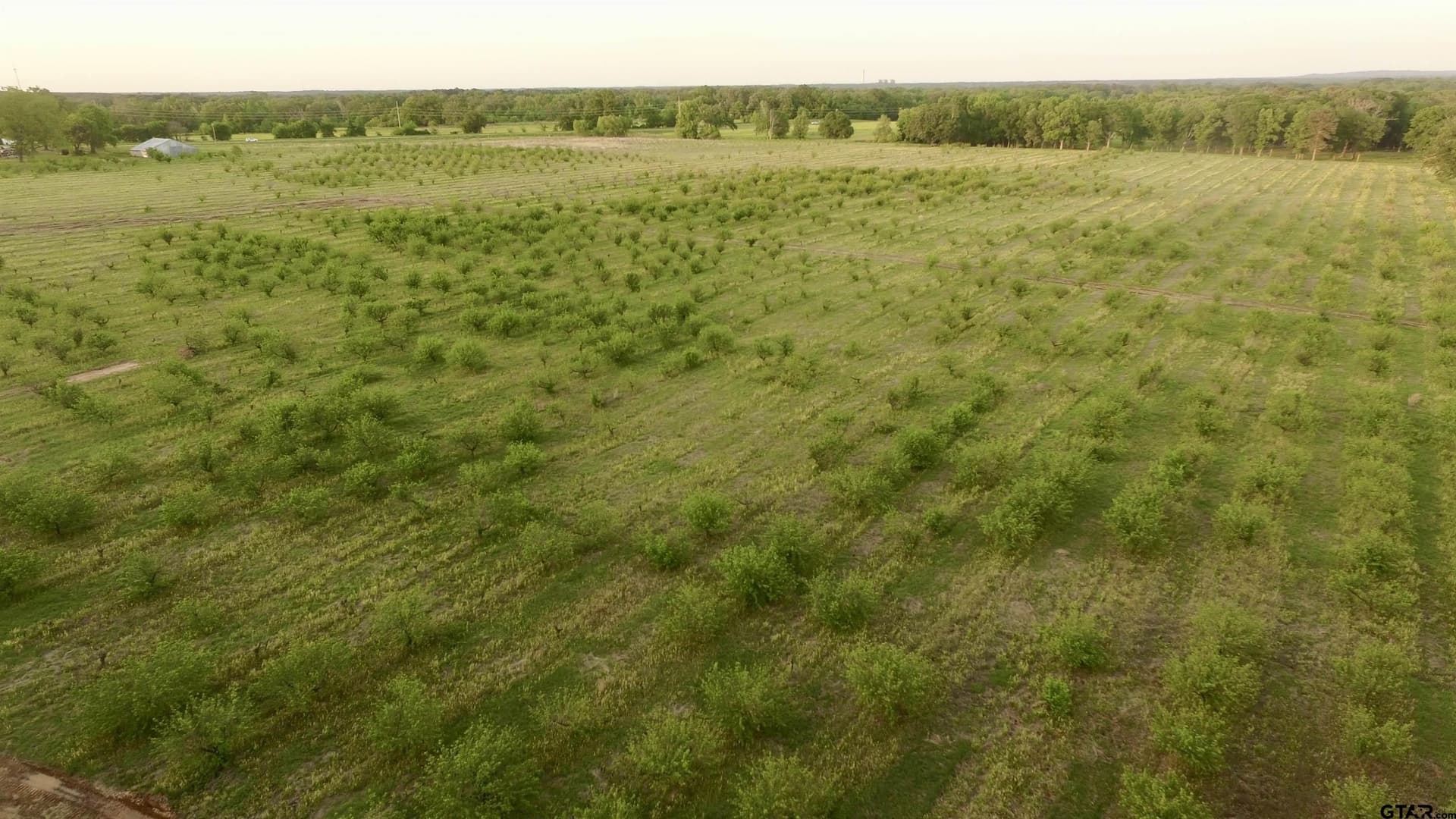 0.8 acres in Camp County gallery image 2