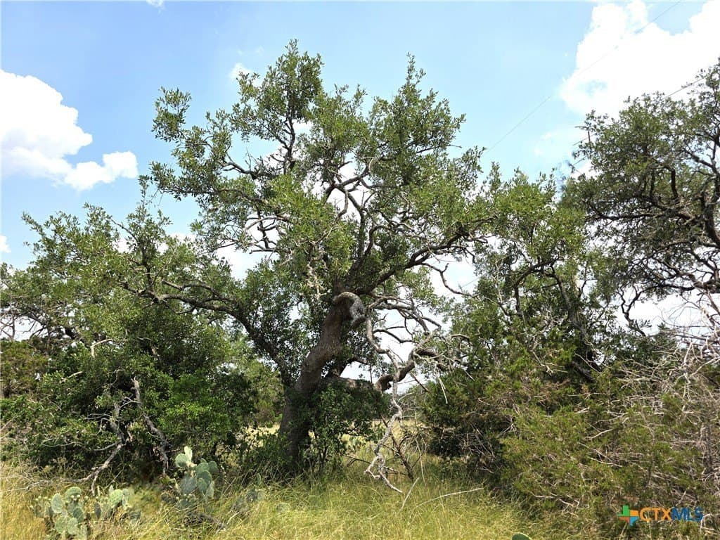 20.11 acres in Hays County - photo 6