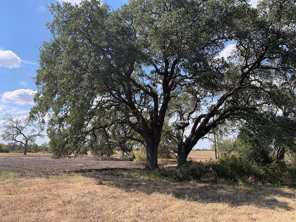10.81 acres in Colorado County - photo 5