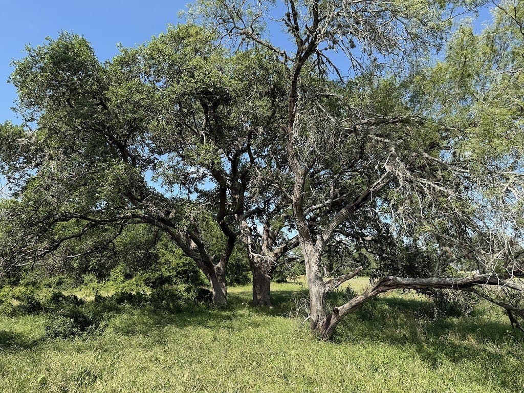 10.81 acres in Colorado County - photo 6