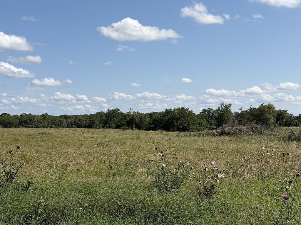 10.81 acres in Colorado County - photo 15