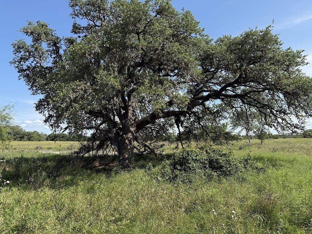 10.81 acres in Colorado County - photo 12