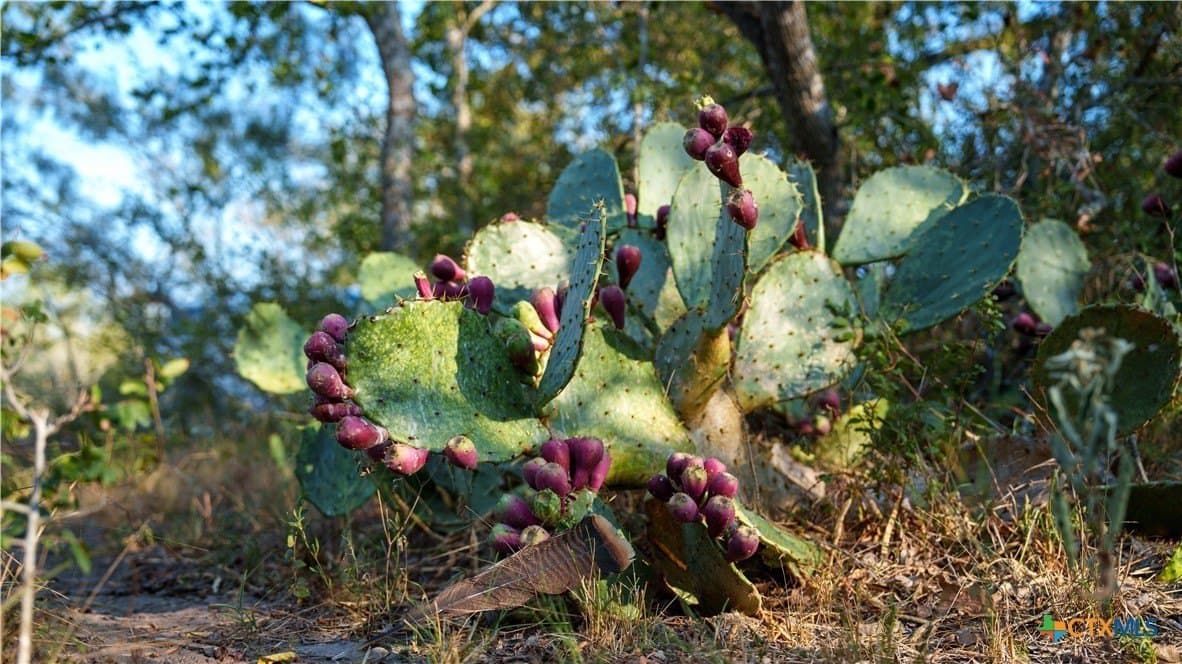 314 acres in Gonzales County - photo 18