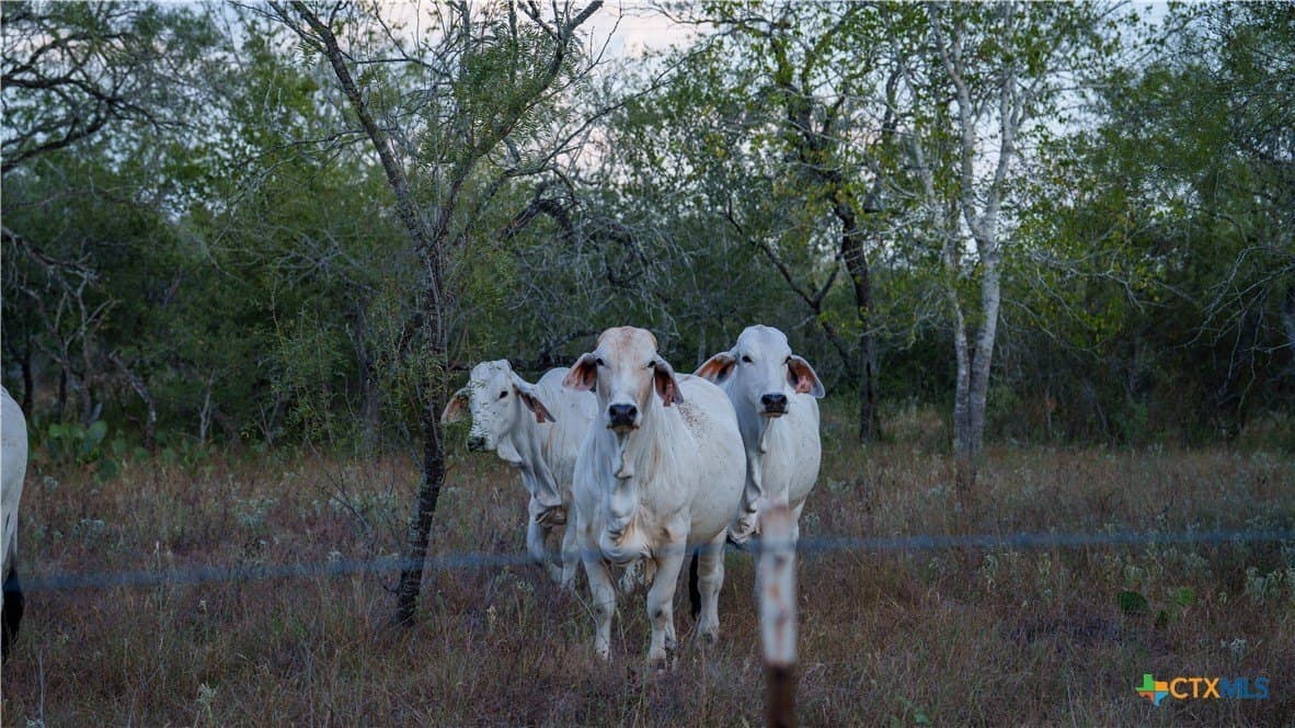 314 acres in Gonzales County - photo 6