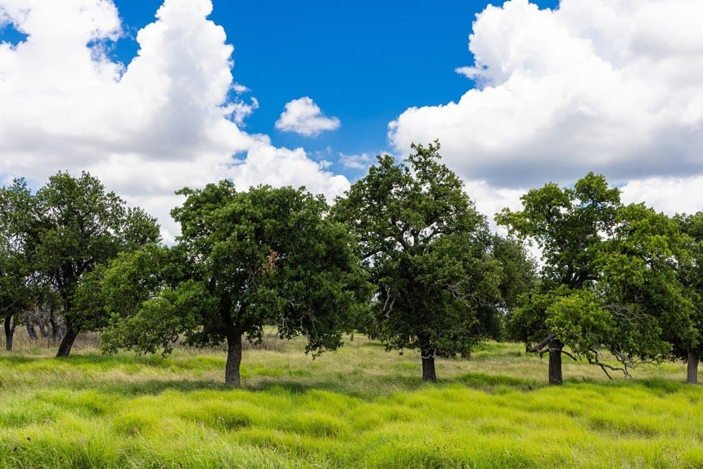 10.8 acres in Gillespie County - photo 7