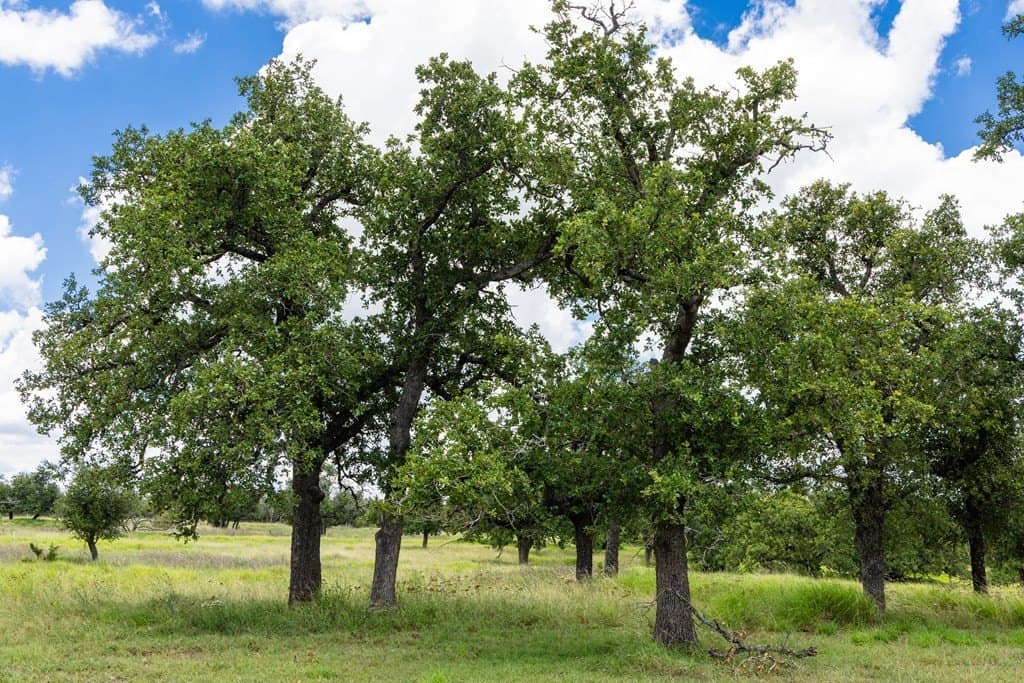 10.8 acres in Gillespie County - photo 11