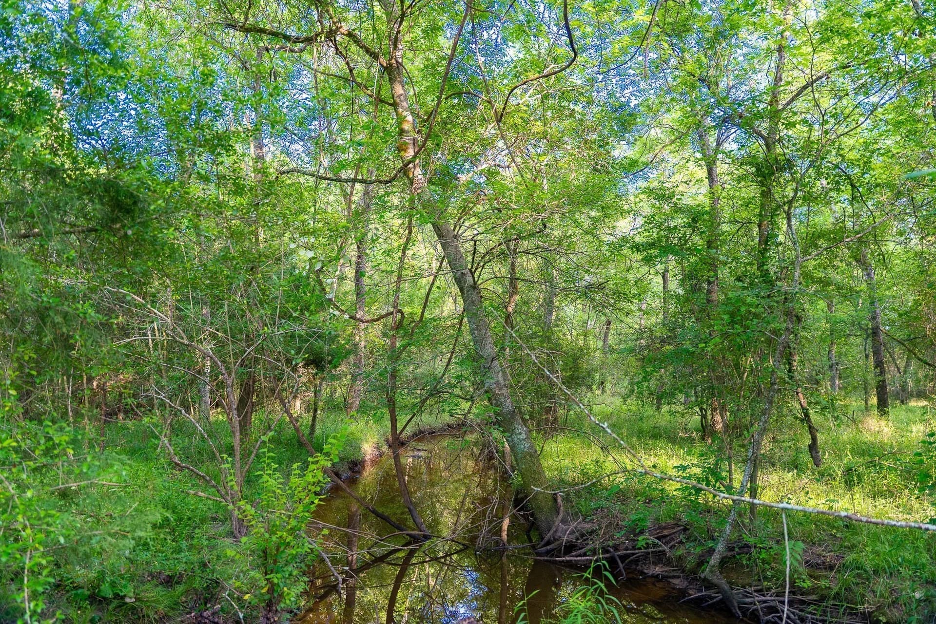 79.8 acres in Madison (TX) County - photo 23