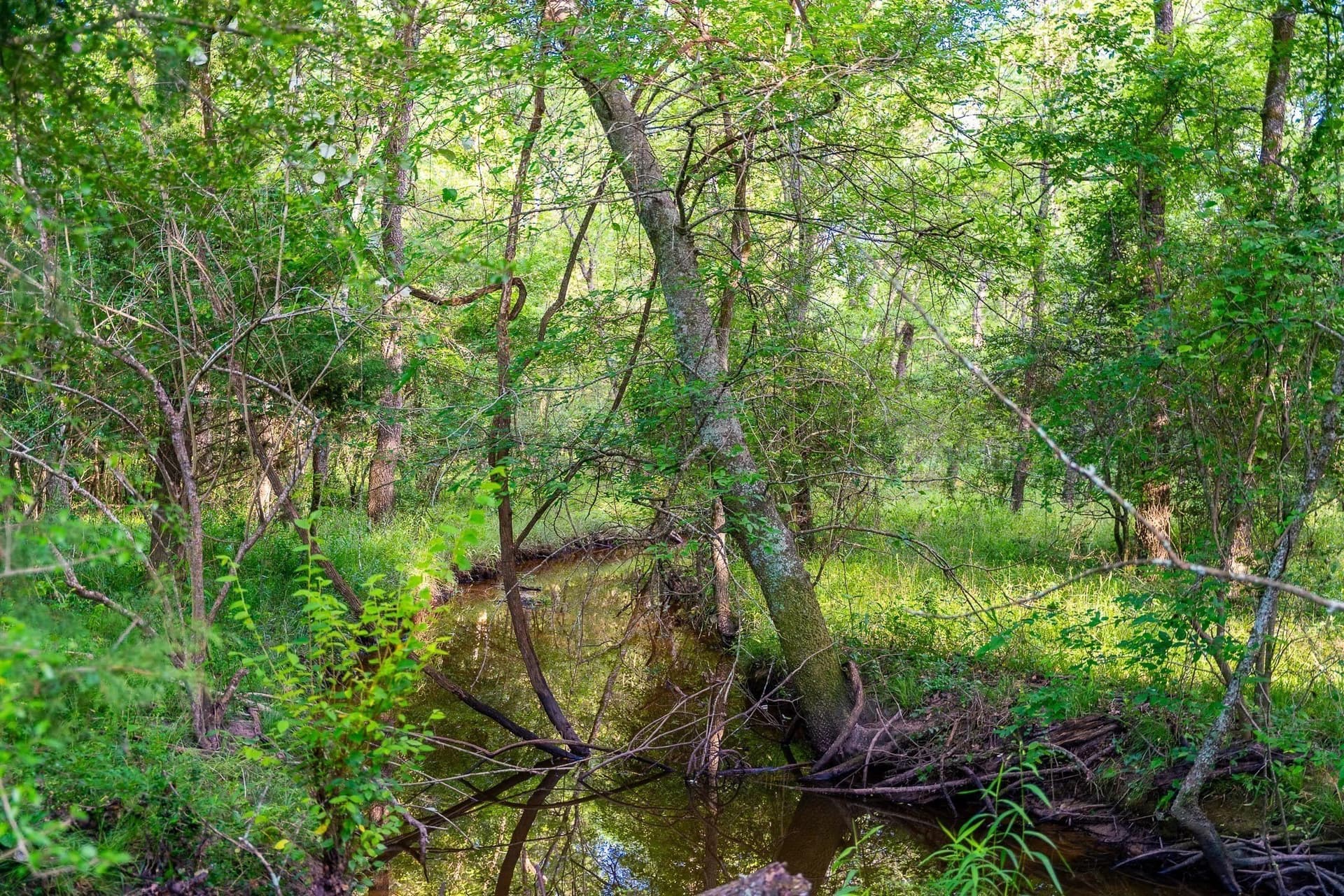 79.8 acres in Madison (TX) County - photo 25