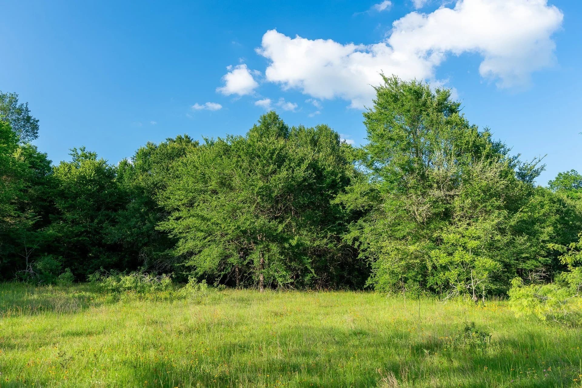 79.8 acres in Madison (TX) County - photo 26