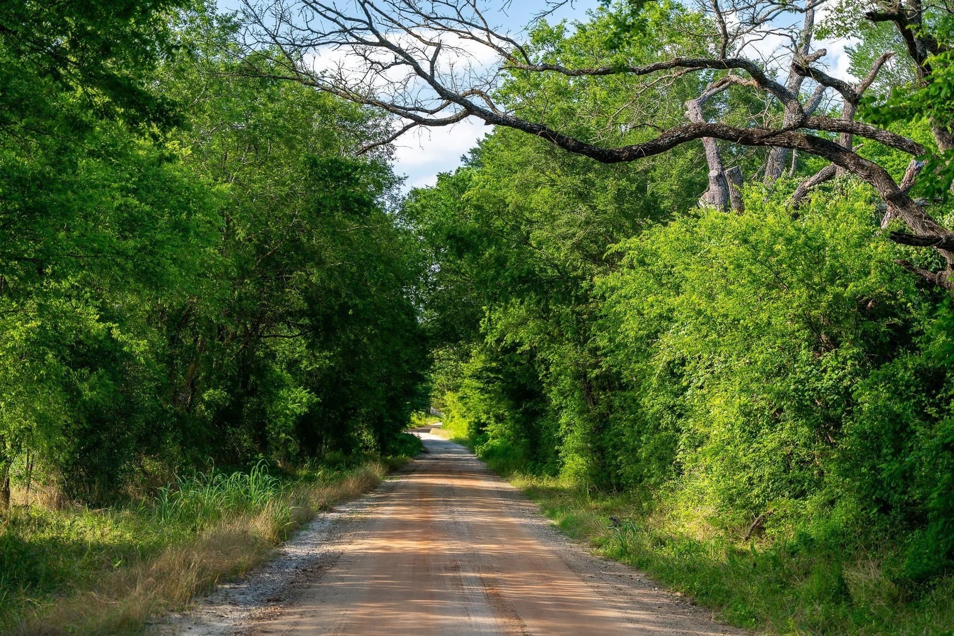 79.8 acres in Madison (TX) County - photo 6