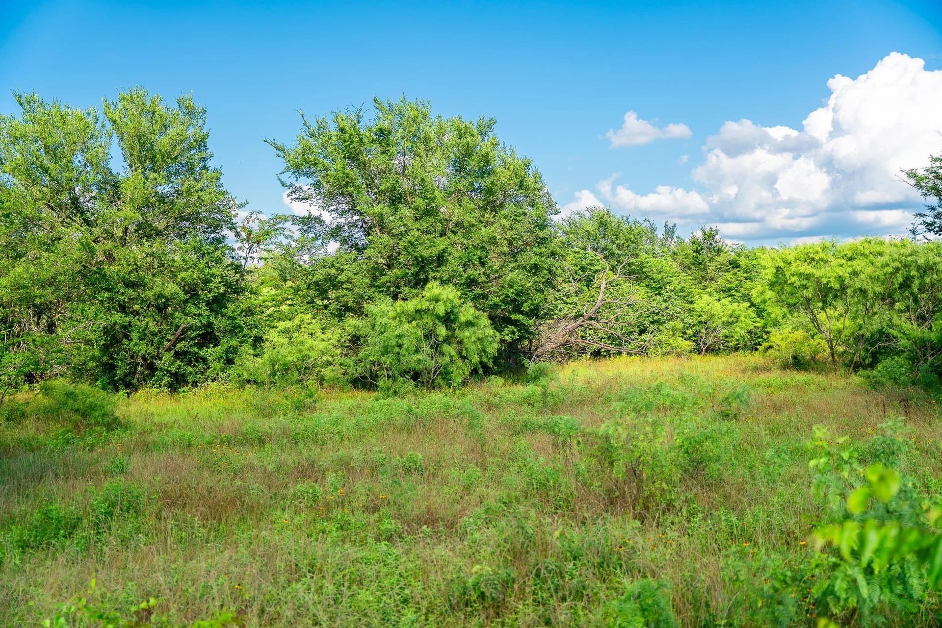 79.8 acres in Madison (TX) County gallery image 3