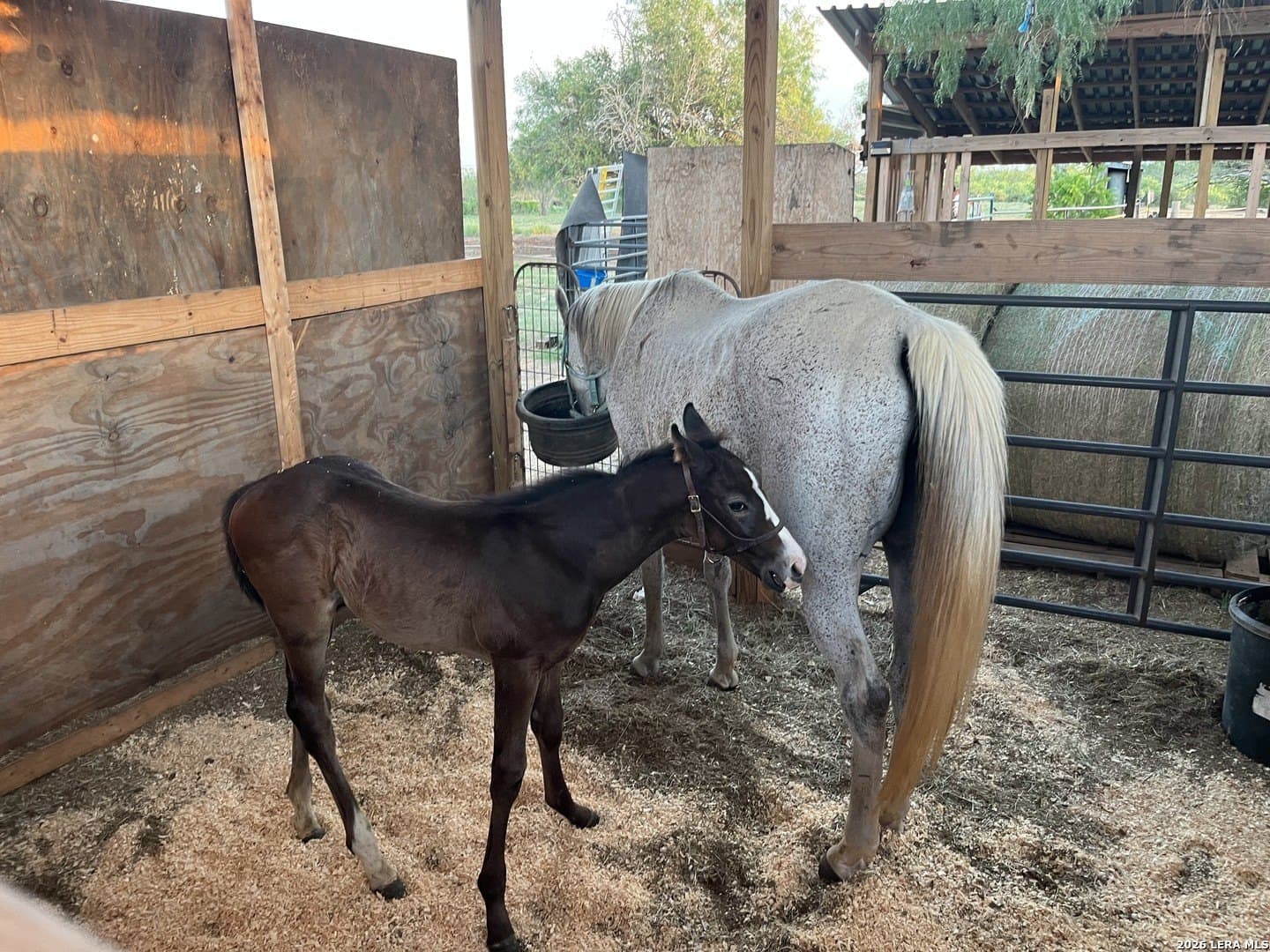 17.43 acres in Bexar County gallery image 2