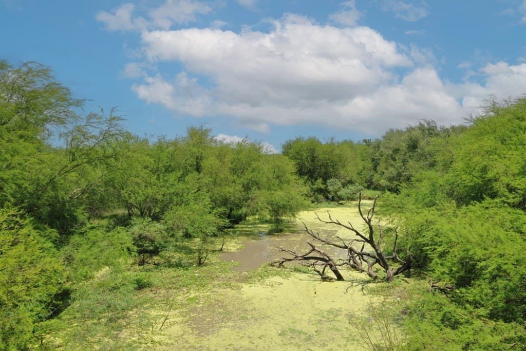212 acres in Jim Wells County gallery image 3