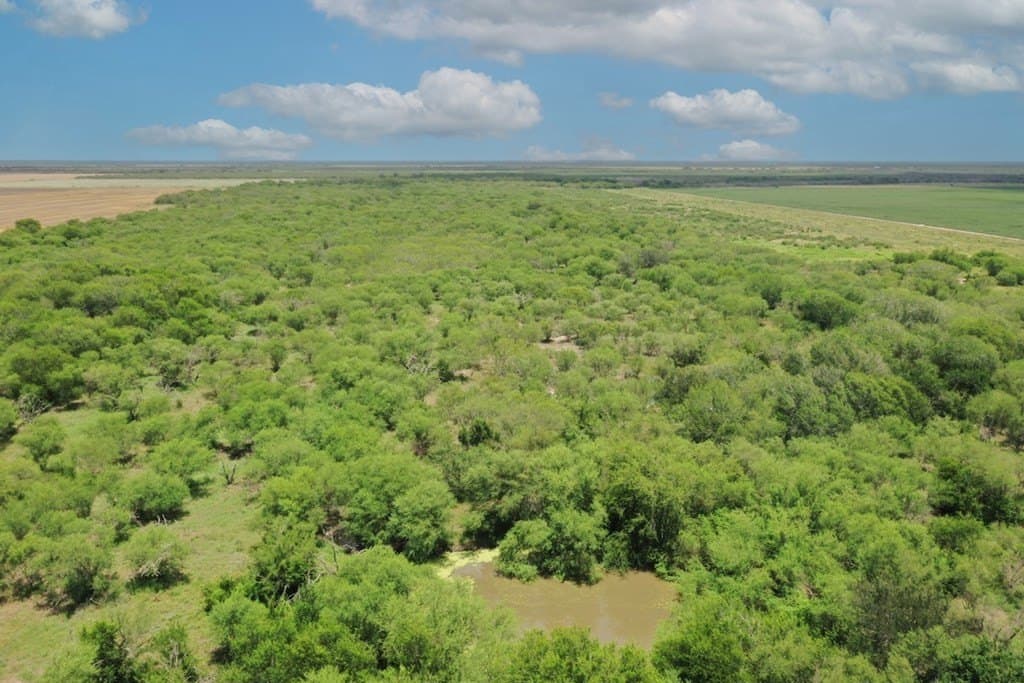 212 acres in Jim Wells County gallery image 4