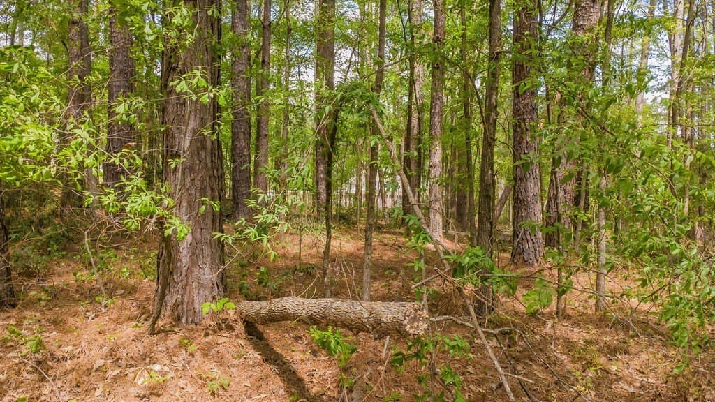 0.36 acres in Smith County - photo 13