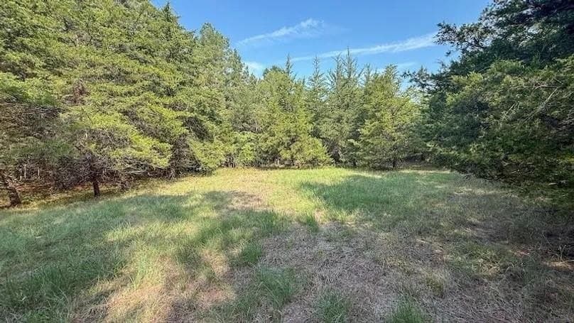 92.88 acres in Bowie County gallery image 3