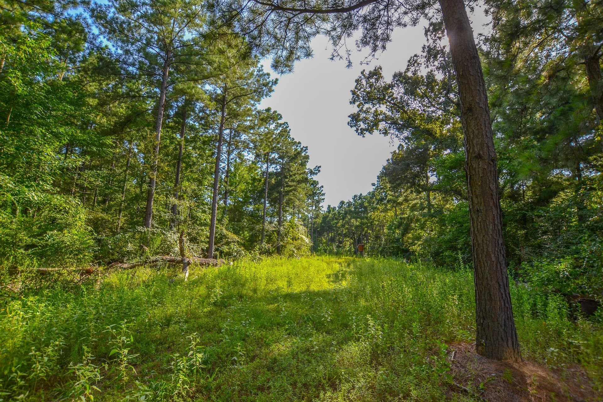 30 acres in Henderson County - photo 2